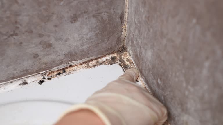 Searles Valley, CA Mold Removal Company